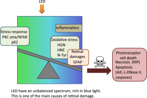 Retinal Damage Induced By Commercial Light Emitting Diodes (LEDs)