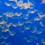 ‘Massive And Unpredictable’ Swarm Of Jellyfish Shuts Down Nuclear Plant